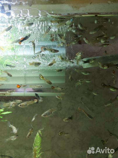Продам аквариумных рыбок гуппи