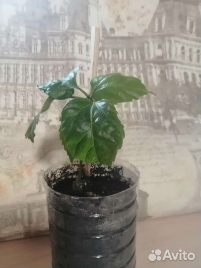 Гибискус китайская роза красный, розовый