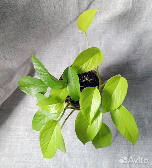 Сциндапсус неон в глиняном горшке