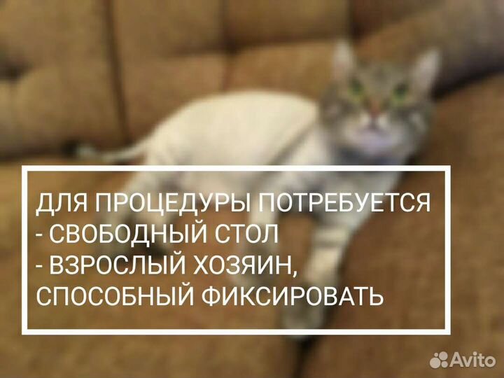 Стрижка кошек с выездом на дом Челябинск/Коркино