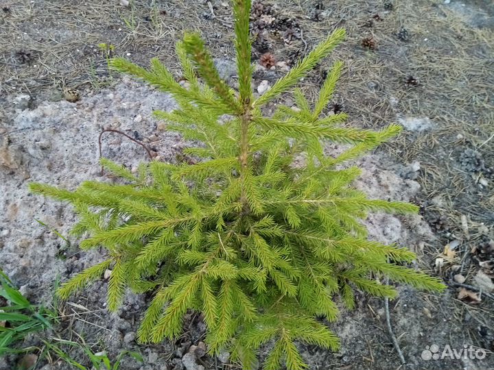 Ёлки, сосны, можжевельник и др