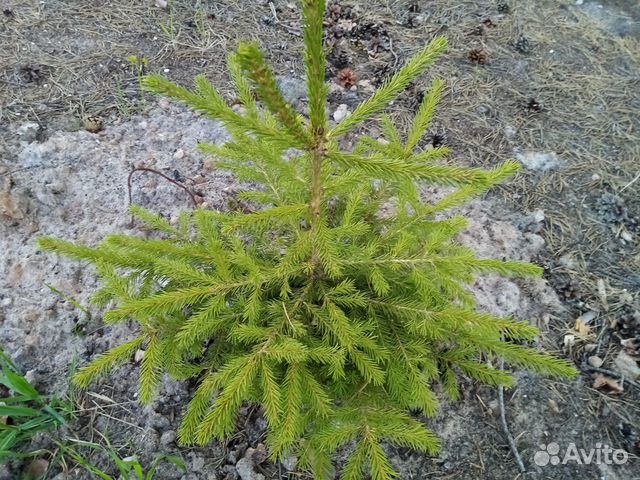 Ёлки, сосны, можжевельник и др