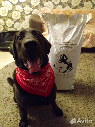 Сухой корм для собак