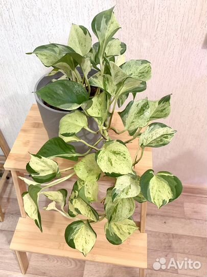 Хеппи Лиф Manjula Марбл apple фил IKEA