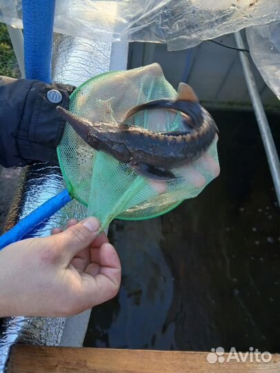 Рыба в пруд для зарыбления