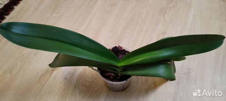 Орхидея белая