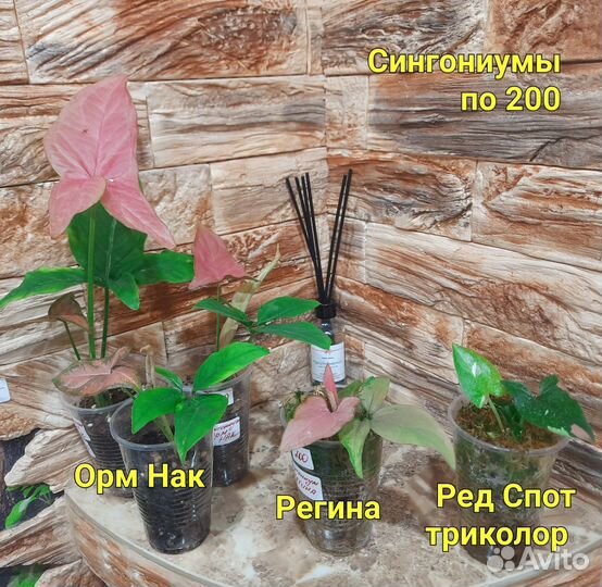 Сингониумы разные