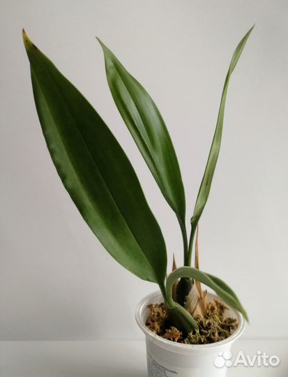 Орхидея Целогина и кактус Стенокактус