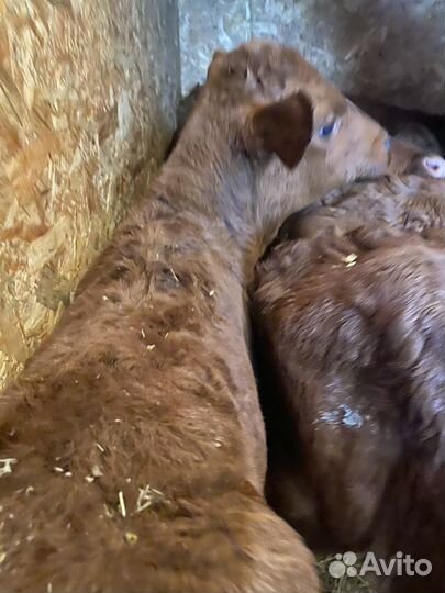 Телята бычки