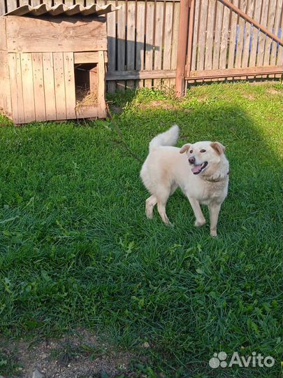 В добрые руки(бесплатно)