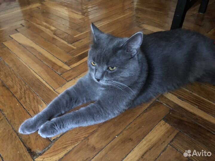 Отдам британца в добрые руки