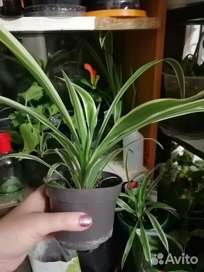 Хлорофитум