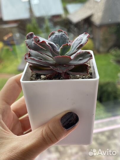 Суккуленты. Эхеверия Лингуас (Echeveria Linguas)