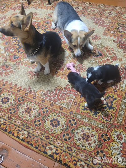 Продам щенков