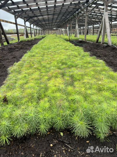 Сосна с окс сеянцы саженцы лесовосстановления