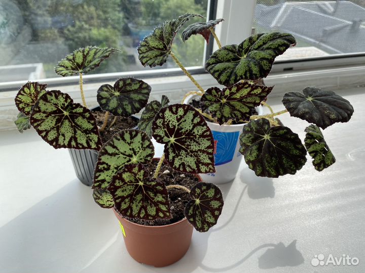 Бегония тигровая