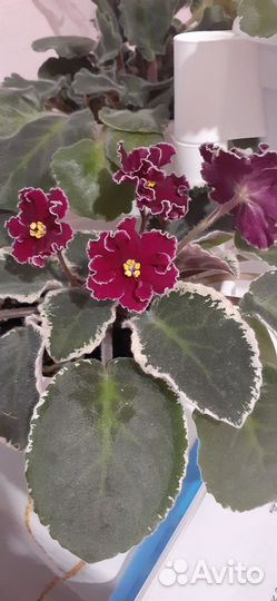 Сортовые фиалки