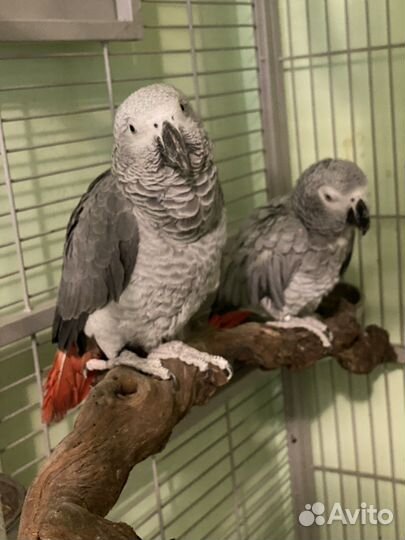 Ручные попугаи для фотосесии