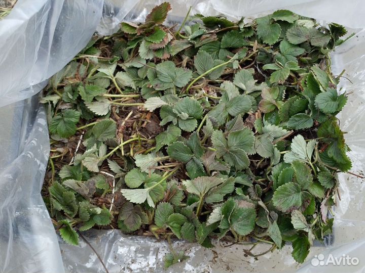 Саженцы клубники фриго