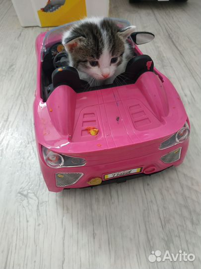 Котята в дар бесплатно