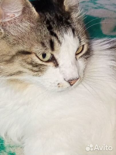 Кошечка в добрые руки