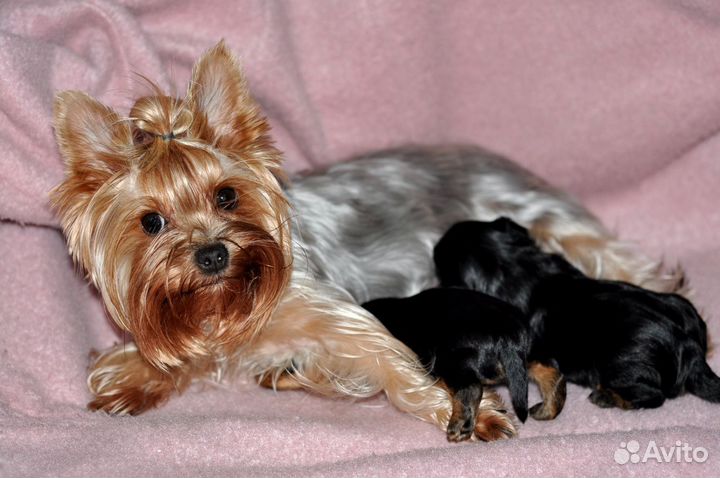 Чистокровные щенки Йорка