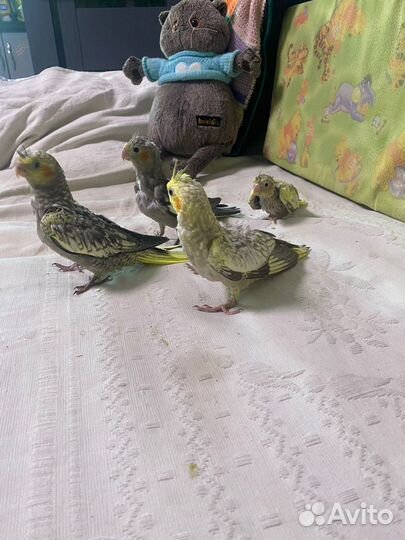 Попугай корелла птенец