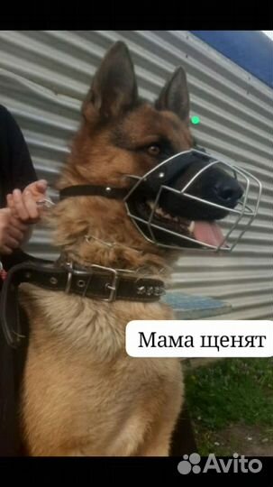 Щенки немецкая овчарка