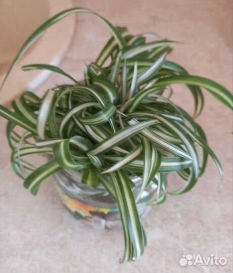 Хлорофитум кудрявый бонни