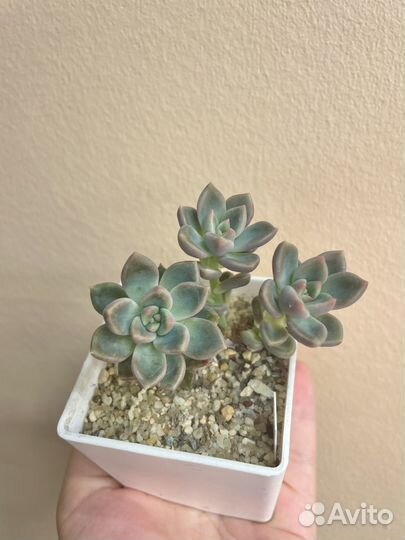 Суккуленты