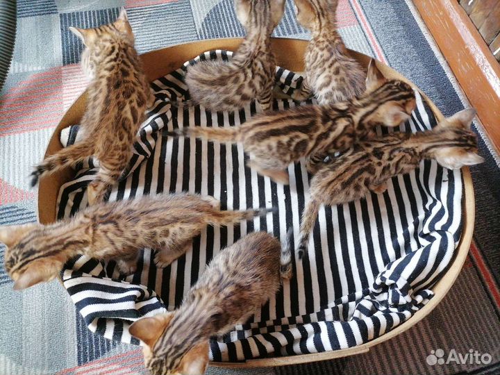 Бенгальская кошка