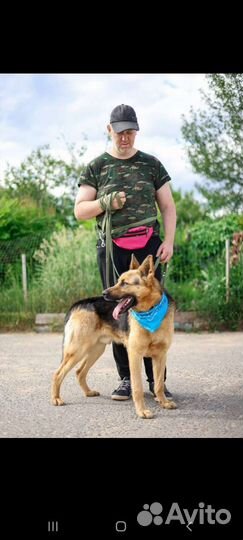 Бывшедомашний пёс в приюте