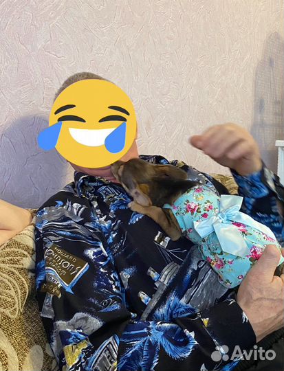 Вещи для маленьких собак