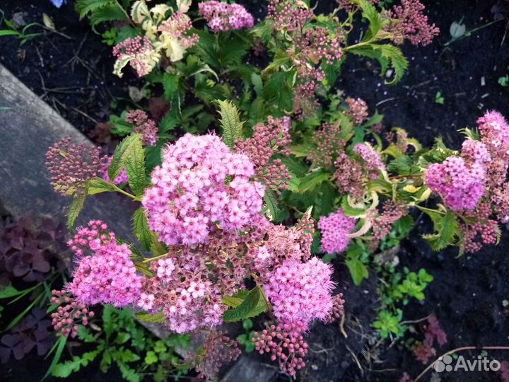 Спирея японская Криспа