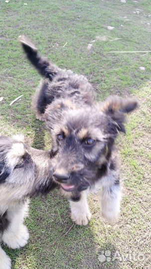 В добрые руки