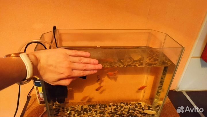 Аквариум готовый с рыбками