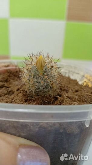 Кактус, Толстянка