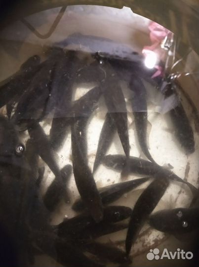 Живец карась