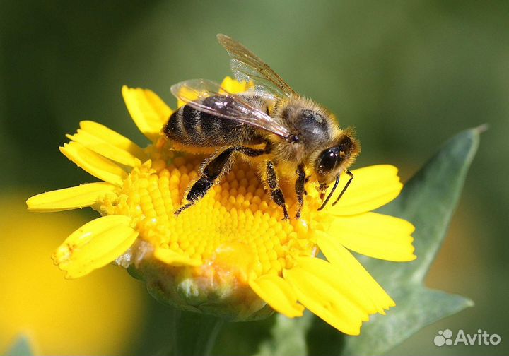 Продам пчелосемьи