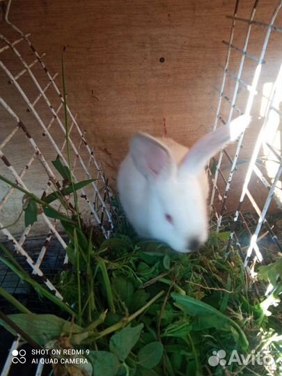 Продам кроликов