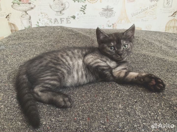 Котятки в добрые руки