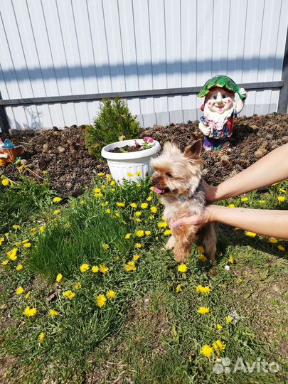 Беби фейс мини йоркширские терьеры для Вязки