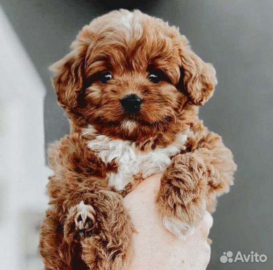 Детки micro мальтипушки