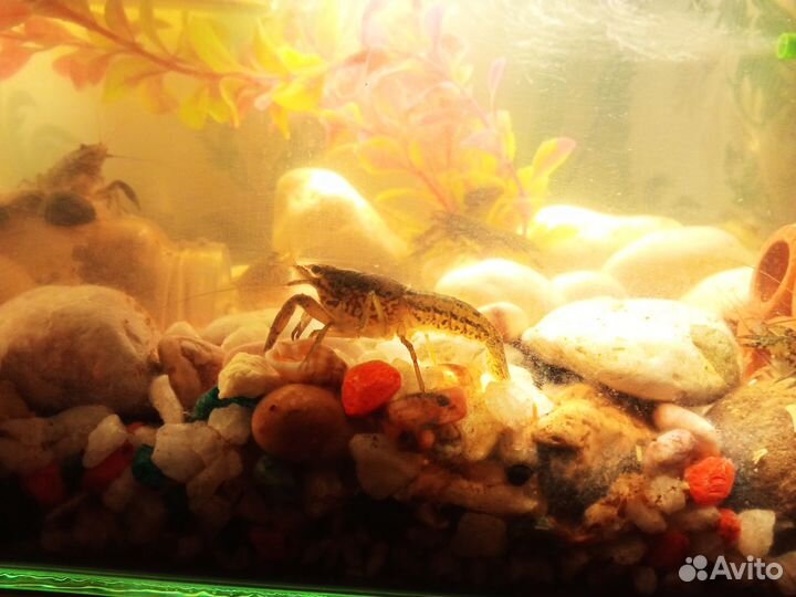 Мраморный рак