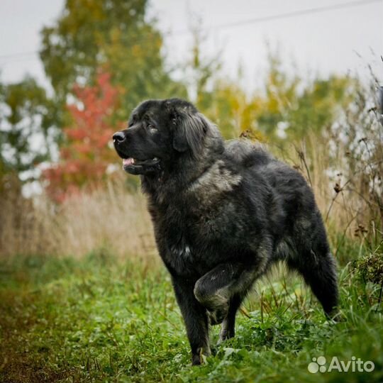 Черный кавказец в дар