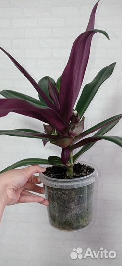 Традесканция Рео 1 литр