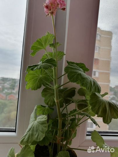 Герань пеларгония