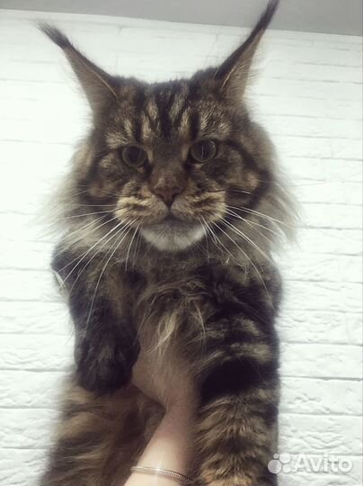 Вязка мейн-кун