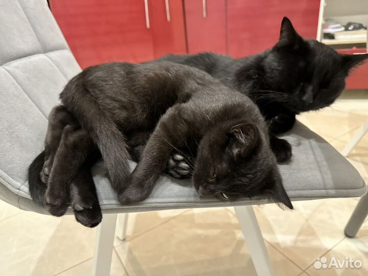 Котята крысоловы