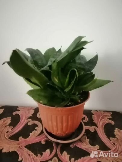 Сансевиерия